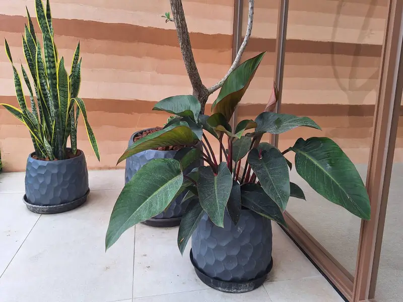 繽紛美羽盆-BF14346P29B_1