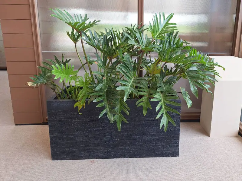 繽紛美羽盆-BF24121P37A_1