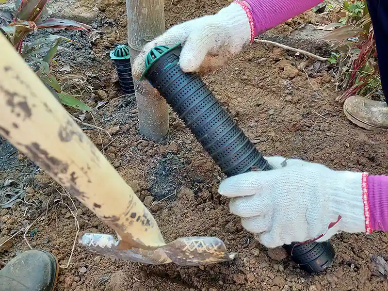 צינורות השקיה של שורשי עצים