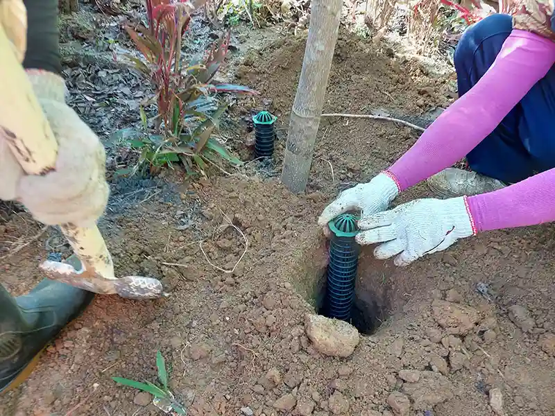 Tuberías de riego de raíces de árboles.