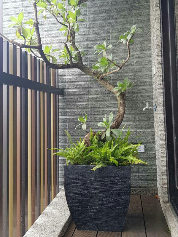 繽紛美羽盆