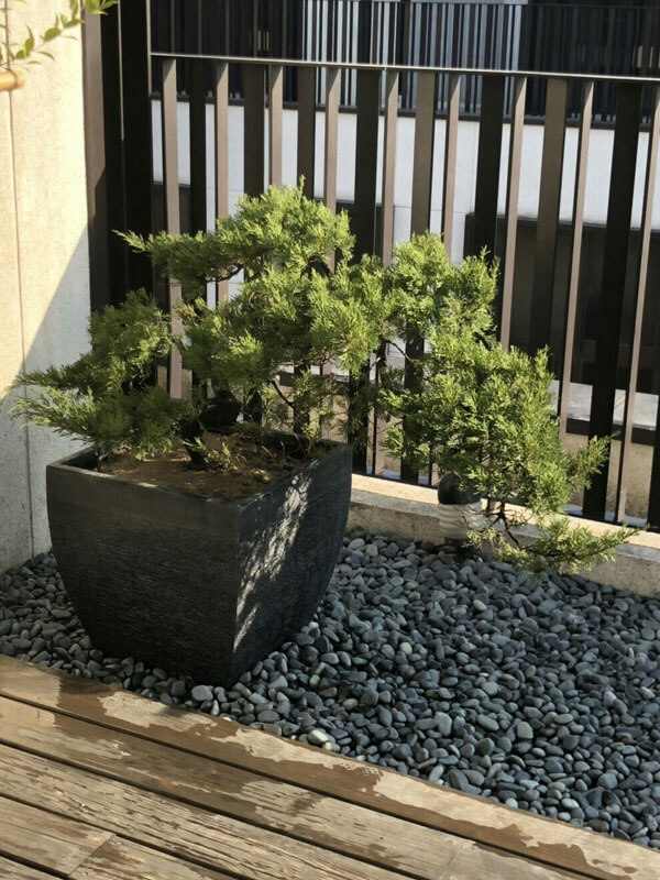 繽紛美羽盆