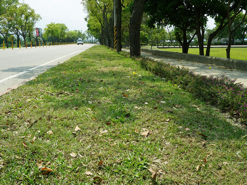 古坑綠色隧道