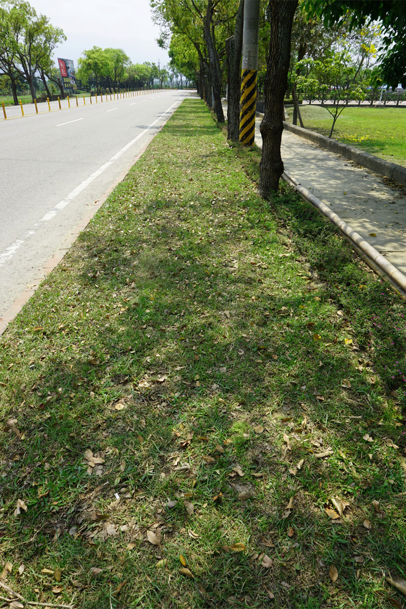 古坑綠色隧道