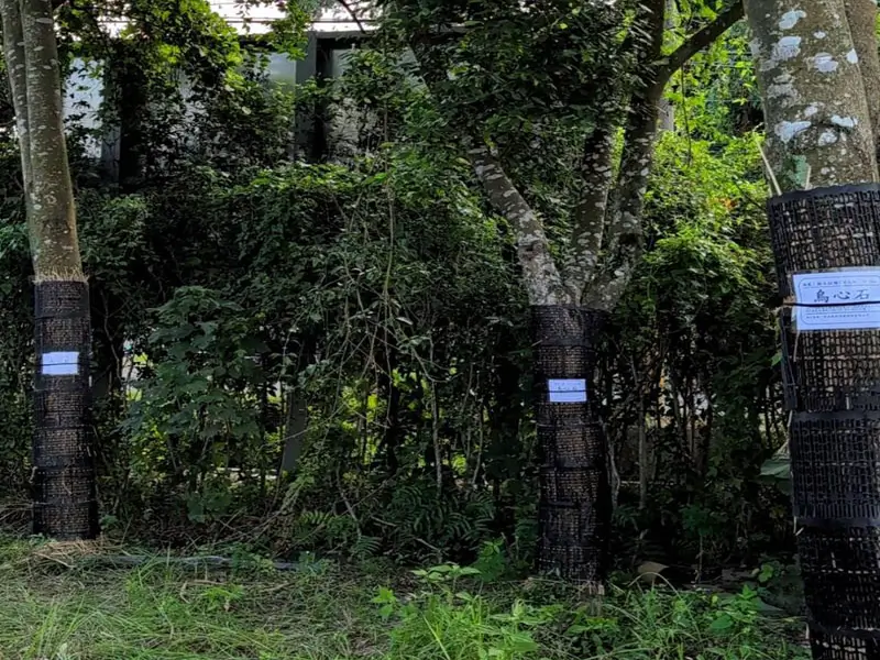 樹幹樹皮保護套-1