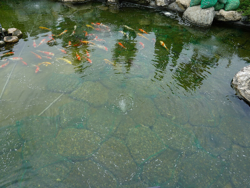 新竹-水池生態正治