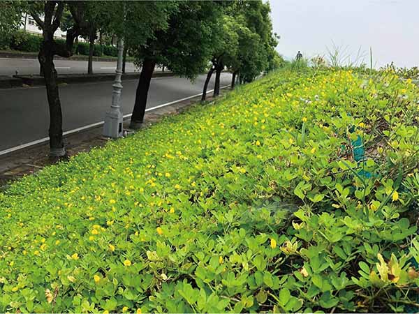 大里溪堤岸綠化實績