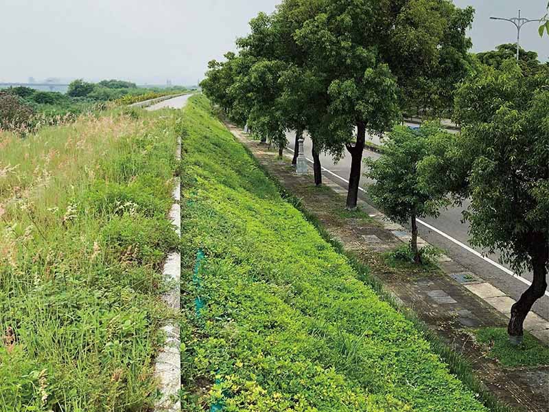 大里溪堤岸綠化實績