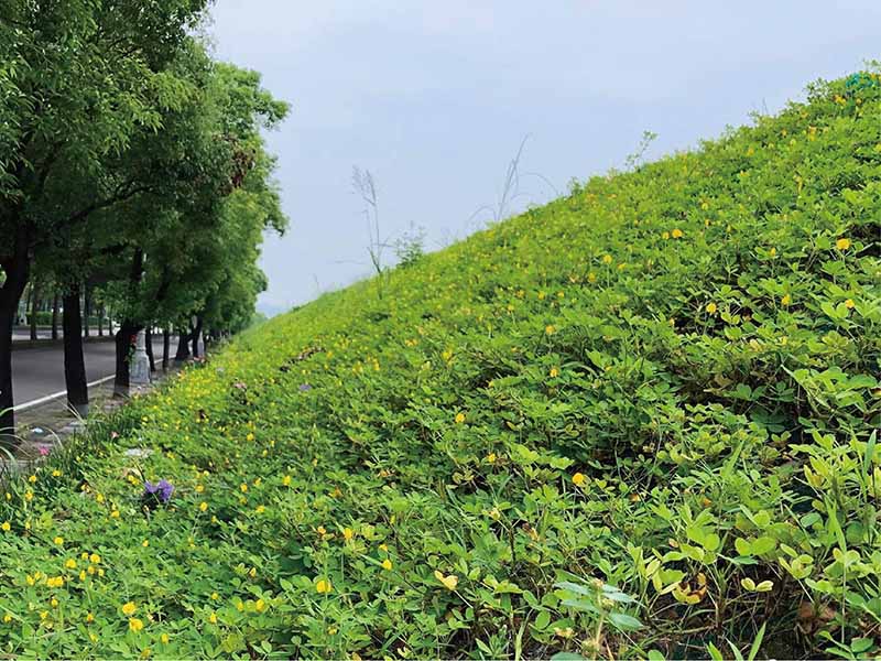 大里溪堤岸綠化實績