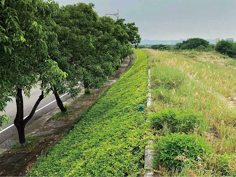 大里溪堤岸綠化實績